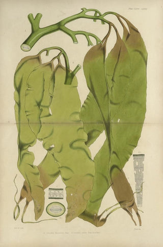 Walter Hood Fitch - Cryptogamic botany of the Antarctic voyage of HM Discovery ships Erebus and Terror in the years 1839 Pl40.webp