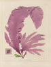 Botanisches Cryptogam-Gemälde der Reise in die Antarktis der Schiffe HM Discovery Erebus und Terror in den Jahren 1839 Pl47 - Walter Hood Fitch — Ansicht des Kunstwerks