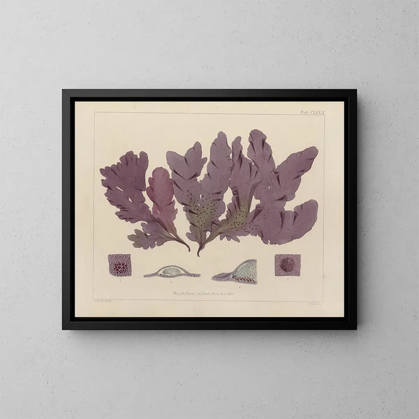 Botanischer Cryptogamen-Kunstdruck des antarktischen Forschungsreise-Gemäldes der Entdeckerschiffe HM Erebus und Terror im Jahr 1839 - Walter Hood Fitch — gerahmtes Bild an der Wand