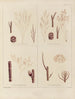 Botanischer Kryptogamen-Kunstdruck der Reise in die Antarktis der Schiffe HM Discovery Erebus und Terror in den Jahren 1839 Pl52 - Walter Hood Fitch — Ansicht des Kunstwerks