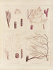 Botanisches Cryptogamengemälde der Reise in die Antarktis der Schiffe HM Discovery Erebus und Terror in den Jahren 1839 Pl53 - Walter Hood Fitch — Ansicht des Kunstwerks