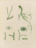 Botanischer Cryptogamen-Kunstdruck der Reise in die Antarktis der Schiffe HM Discovery Erebus und Terror in den Jahren 1839 Pl62 - Walter Hood Fitch — Ansicht des Kunstwerks