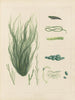 Botanischer Cryptogamen-Kunstdruck des Antarktis-Expeditions der Schiffe HM Discovery Erebus und Terror in den Jahren 1839 Pl63 - Walter Hood Fitch — Ansicht des Kunstwerks