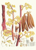 Cyrtosia Lindleyana Hf und T - Walter Hood Fitch — Ansicht des Kunstwerks
