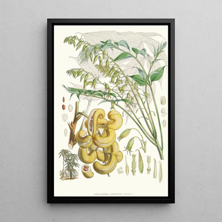 Walter Hood Fitch - Decaisnea Insignis Hf et T.webp