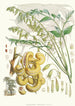 Decaisnea Insignis Hf und T - Walter Hood Fitch — Ansicht des Kunstwerks