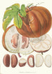 Hodgsonia Heteroclita H f und T Fruit - Walter Hood Fitch — Ansicht des Kunstwerks