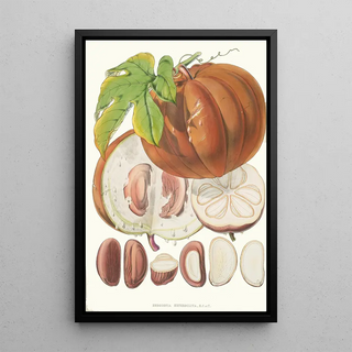 Walter Hood Fitch - Hodgsonia Heteroclita H f et T Fruit.webp