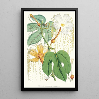 Walter Hood Fitch - Hodgsonia Heteroclita Hook fil et Thoms Female plant.webp