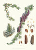 Larix Griffithii Hf und T - Walter Hood Fitch — Ansicht des Kunstwerks