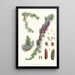 Larix Griffithii Hf und T - Walter Hood Fitch — gerahmtes Bild an der Wand