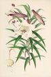 Lilium Browni - Walter Hood Fitch — Ansicht des Kunstwerks