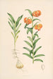 Lilium Carniolicum - Walter Hood Fitch — Ansicht des Kunstwerks