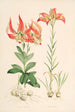 Lilium Carolinianum - Walter Hood Fitch — Ansicht des Kunstwerks