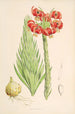 Lilium Chalcedonicum - Walter Hood Fitch — Ansicht des Kunstwerks