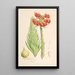 Lilium Chalcedonicum - Walter Hood Fitch — gerahmtes Bild an der Wand