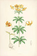 Lilium Columbianum - Walter Hood Fitch — Ansicht des Kunstwerks