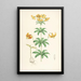 Lilium Columbianum - Walter Hood Fitch — gerahmtes Bild an der Wand