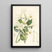 Lilium Cordifolium - Walter Hood Fitch — gerahmtes Bild an der Wand