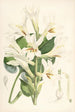 Lilium Cordifolium - Walter Hood Fitch — Ansicht des Kunstwerks
