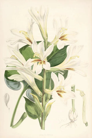 Walter Hood Fitch - Lilium Cordifolium.webp