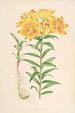Lilium Croceum - Walter Hood Fitch — Ansicht des Kunstwerks