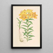 Lilium Croceum - Walter Hood Fitch — gerahmtes Bild an der Wand