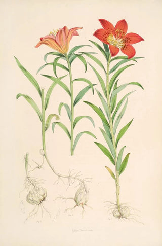 Walter Hood Fitch - Lilium Davuricum.webp