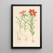 Lilium Davuricum - Walter Hood Fitch — gerahmtes Bild an der Wand