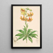 Lilium Hansoni - Walter Hood Fitch — gerahmtes Bild an der Wand