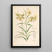 Lilium Leichtlinii - Walter Hood Fitch — gerahmtes Bild an der Wand