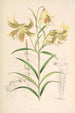 Lilium Leichtlinii - Walter Hood Fitch — Ansicht des Kunstwerks