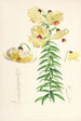 Lilium Monadelphum - Walter Hood Fitch — Ansicht des Kunstwerks