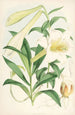 Lilium Neilgherriense - Walter Hood Fitch — Ansicht des Kunstwerks