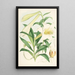Lilium Neilgherriense - Walter Hood Fitch — gerahmtes Bild an der Wand