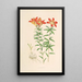 Lilium Philadelphicum - Walter Hood Fitch — gerahmtes Bild an der Wand