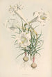 Lilium Philipinense - Walter Hood Fitch — Ansicht des Kunstwerks