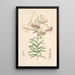 Lilium Polyphyllum - Walter Hood Fitch — gerahmtes Bild an der Wand
