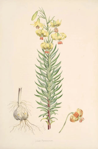 Walter Hood Fitch - Lilium Pyrenaicum.webp