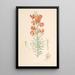 Lilium Tenuifolium - Walter Hood Fitch — gerahmtes Bild an der Wand