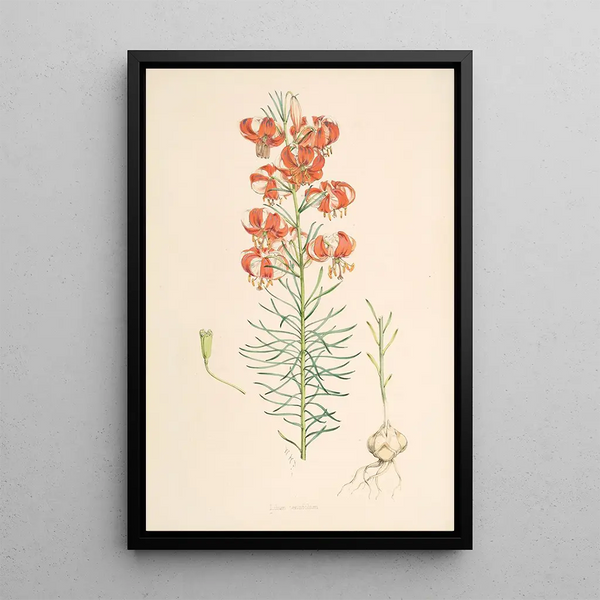 Walter Hood Fitch - Lilium Tenuifolium.webp