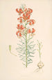 Lilium Tenuifolium - Walter Hood Fitch — Ansicht des Kunstwerks