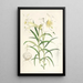 Lilium Wallichianum - Walter Hood Fitch — gerahmtes Bild an der Wand
