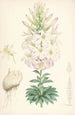 Lilium Washingtonianum - Walter Hood Fitch — Ansicht des Kunstwerks