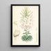 Lilium Washingtonianum - Walter Hood Fitch — gerahmtes Bild an der Wand