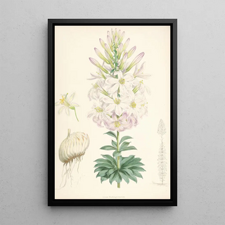 Walter Hood Fitch - Lilium Washingtonianum.webp