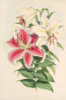 Lilium auratum var Parkmanm - Walter Hood Fitch — Ansicht des Kunstwerks