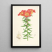 Lilium bulbiferum - Walter Hood Fitch — gerahmtes Bild an der Wand
