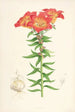 Lilium bulbiferum - Walter Hood Fitch — Ansicht des Kunstwerks