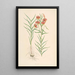 Lilium callosum - Walter Hood Fitch — gerahmtes Bild an der Wand